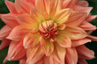 © Mariia - Coral flower Dahlia for background. Spring Garden with coral dahlia. Blooming dahlia flower in garden. Big flowers of blossoming autumn orange dahlia. Summer blossom