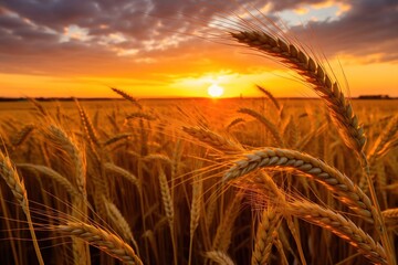 Wall Mural - wheat field at sunset