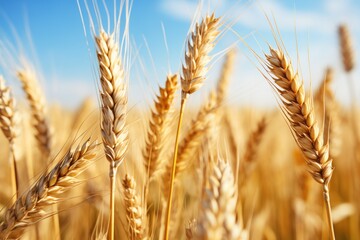 Wall Mural - field of wheat