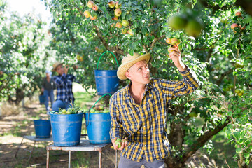 Sticker - Professional man farmer in straw hat harvesting ripe pears from tree in fruit garden in summer