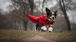 border collie dog jumping with a red cape made by 