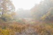 © ADDICTIVE STOCK - Misty autumn morning in Alcarria woodland with golden leaves and wild shrubs
