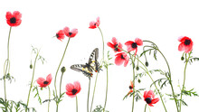 A Striking Old World Swallowtail Butterfly Flutters Among Delicate Red Poppies On A Clean White Background
