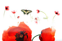 An Ethereal Composition Featuring A Papilio Machaon Butterfly In Flight Among Soft Silhouettes Of Red Poppies On A Bright White Background