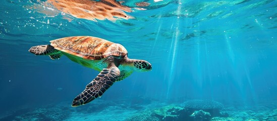 Wall Mural - Tropical sea hosts large swimming turtle in blue water.