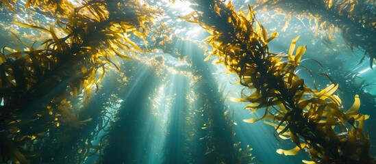 Poster - Monterey Bay, California, is filled with radiant sunshine streaming through the towering kelp forest, a crucial marine home.