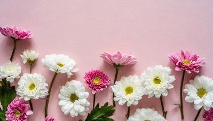 Canvas Print - several white and pink flowers daisies chrysanthemums cherry blossom on a seamless pastel pink background top view flat lay copy space for text generativetechnology