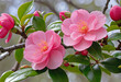 Vibrant Pink Camellia Blossoms on Tree/Close-up of Beautiful Pink Camellias and Bud on Tree/Clarifying Camellia Flower Species