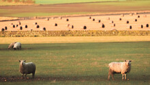 A Field Of Grazing Sheep In The Rural Countryside And Farmland Of East Neuk, Fife, Scotland, UK.