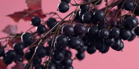 Wall Mural - Fresh Black Currants on Pastel flat pink Background with copy space, banner template. Glistening black currants on a stem with fresh water droplets.