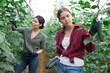 © JackF - Hired workers harvest cucumbers in greenhouse