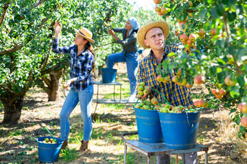 Wall Mural - Portrait of positive young adult man harvesting pears, working with group of farmers at fruit garden