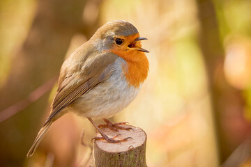 Wall Mural - European Robin bird sitting on a branch (Erithacus Rubecula)