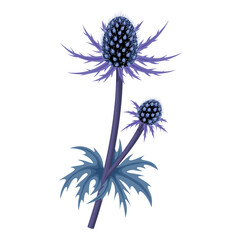 Wall Mural - Vector illustration, Eryngium planum, blue eryngo or flat sea holly, isolated on white background.