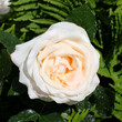 White rose on a flover background