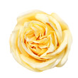 White rose isolated on white background with clipping path