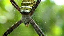 Close Up Shot Of Argiope Bruennichi Spider In Spider Web House