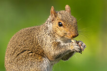 Gray Squirrel (Sciurus Carolinensis), Providing Supplementary Food Sources For Urban Wildlife Like Squirrels And Birds Is Great For Their Survival And For Observing Animals In Your Backyard