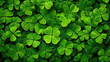 © Sattawat - Shamrock four leaf clover background for St Patrick's day celebration