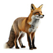 red fox vulpes 4 years old