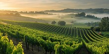 Panoramic View Of Rolling Vineyards At Sunrise, With Rows Of Grapevines And A Misty Background.