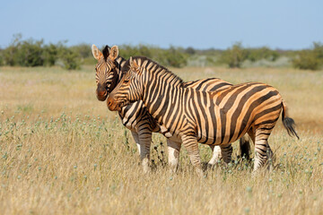 Wall Mural - Plains zebras (Equus burchelli) in natural habitat, Etosha National Park, Namibia.