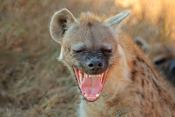 Wall Mural - portrait of a snarling spotted hyena (crocuta crocuta), kruger national park, south africa.