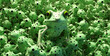 frog in the pond, frog in the pond, frog in the water, chaotic frog many holes
