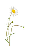 Oxeye daisy plant with flower and stem isolated cutout on transparent