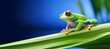 A frog is seen sitting on a green leaf, its beauty and cuteness captured in a close-up shot.