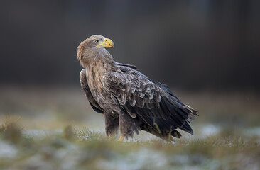 Poster - White tailed eagle ( Haliaeetus albicilla)