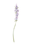 Fototapeta Lawenda - Watercolor Lavender flower. Hand drawn botanical illustration of lavender branch for wedding invitation, logo, cards, packaging and labeling.