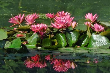 Wall Mural - Beautiful blooming flower in garden 