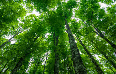 Wall Mural - very tall trees towards the sunlight