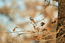 Carolina Chickadee Perched In Texas Oak Tree With Autumn Orange Leaves Background