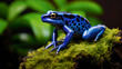 Vividly colored poison dart frog,electric blue skin.