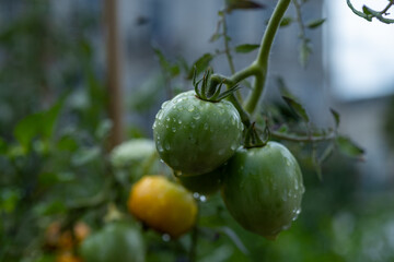 Wall Mural - Vine of tomato plant with many big ripening organic tomatoes vegetables in garden