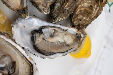  Fresh big french, dutch, pacific or japanese oysters molluscs, size number 1, served with fresh lemon, raw sea food
