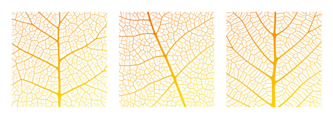 Wall Mural - leaf vein texture abstract background with close up plant leaf cells ornament texture pattern.