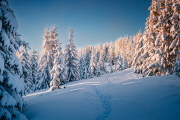 Sticker - Incredible snowy fir trees on a frosty day after a heavy snowfall.