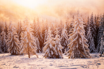 Sticker - Fabulous winter sunset in the mountains with frosty fir trees.