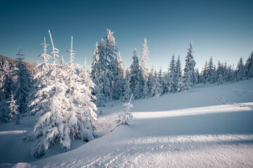 Poster - Snowy Christmas trees after snowfall on a frosty and sunny winter day.