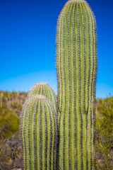 Wall Mural - A long slender Saguaro Cactus in Tucson, Arizona