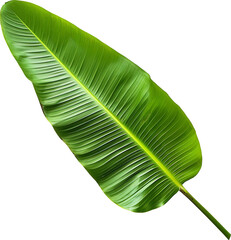 Wall Mural - Banana leaf isolated on transparent background. PNG