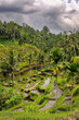 Terrassenförmiger Reisanbau bei Ubud auf Bali