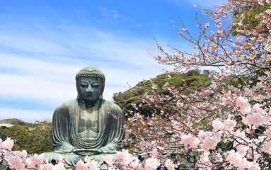 Ancient bronze statue of the Great Buddha Daibutsu and flowers of sakura, Kotoku-in temple, Japan, Asia. Traditional japanese hanami festival. Cherry blossoming season in Japan