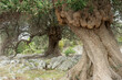 knorriger Olivenbaum im alten Hain, naher Ausschnitt
