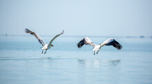 Flying Pelicans In The Blue Sky. Waterfowl At The Nesting Site. A Flock Of Pelicans Walks On A Blue Lake.