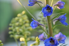 Blue Delphinium Flowers On A Green Background, Delphinium Branches In The Garden Lit By Bright Sunlight, Garden Flowers, Sunny Garden After Rain, Garden Flowers Lit By Sun After Rain