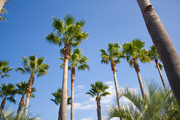 Canvas Print - 
Blue sky and palm trees.